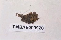 藏品(大麻羽苔)的圖片